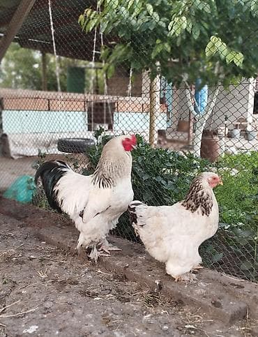 кой кыркам: Продаю | Куры | Полубрама, Домашняя | Несушки — 7
