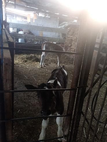 Собаки: Продаю | Музоо, торпок | На откорм | Искусственник — 1