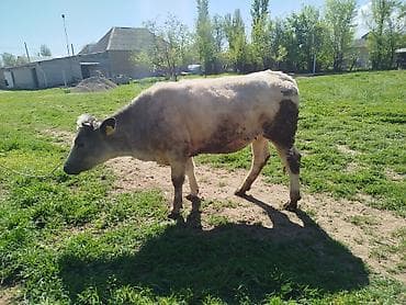 бельги: Продаю | Бык (самец) | На откорм | Привязанные — 2
