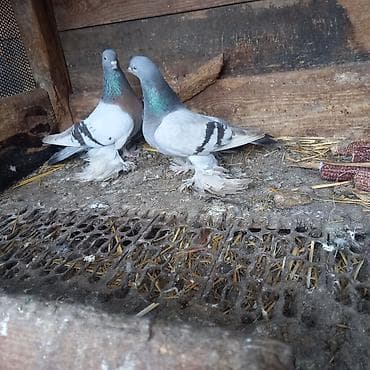 3д сетка: Продаётся пара удышэй 3000 окончательно — 3