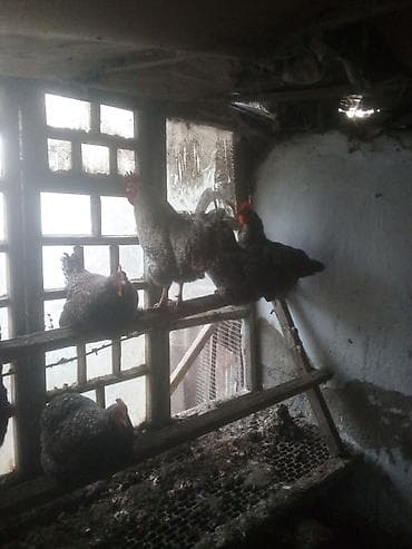 улей для пчел: Инкубационные куриные яйца Порода: Плимутрок Фотографии прилагаются — 2