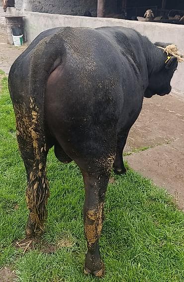 бык 1 5: Продаю | Бык (самец) | На откорм | Привязанные — 2