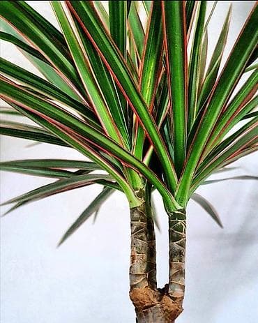 для растений: Драцена маргината (Dracaena marginata) в кашпо - Эффектное комнатное — 3