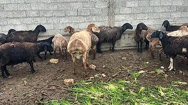 собака для вязки: Продаю | Овца (самка) | Полукровка | Для разведения | Матка — 1