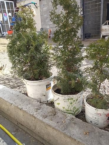 контиенер: Туи в контейнерах (саженцы для живой изгороди и озеленения) Описание — 2