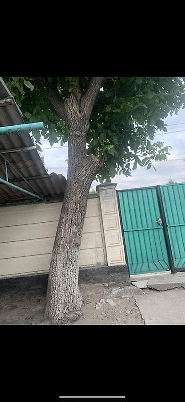 продам яблоки на переработку: Дерево для заготовки древесины. Порода: орех (по листве и коре) — 3