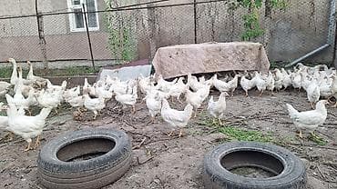 несушка несушки: Продаю | Куры | Для разведения, Несушки — 3