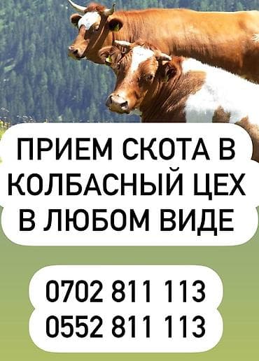 Куплю | Коровы, быки | На забой, на мясо, Любое состояние