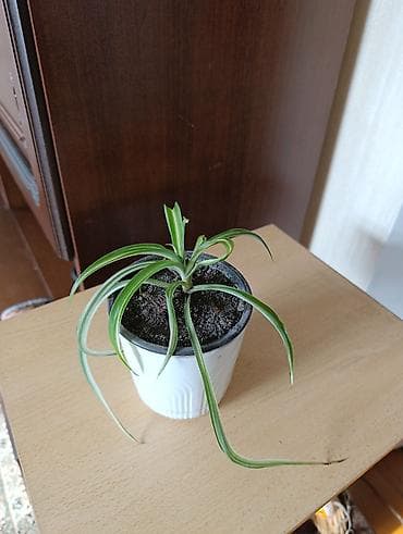 Комнатные растения: Комнатные растения - хлорофитумы кудрявые, плющи вариегатные, кливия — 8