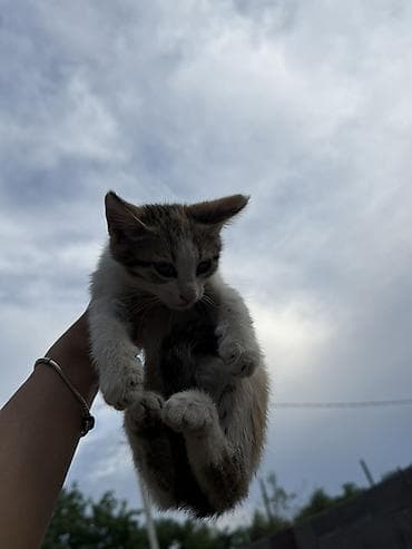 кошка каракол: Котята, короткошёрстные, домашние. - Окрас: один тигровый табби — 2