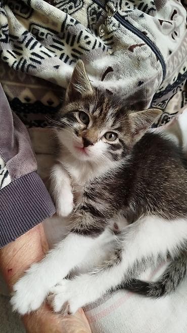 шиншила кошка: Отдам котят — 1