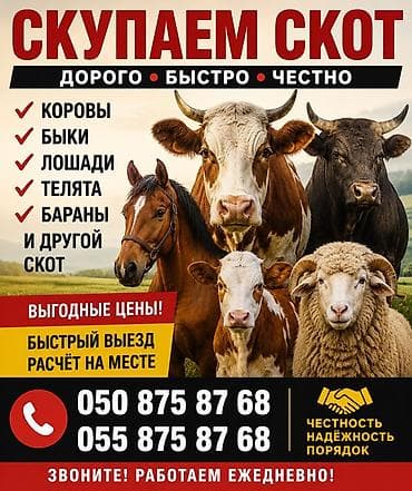 Айыл-чарба жаныбарлары: Сатам | Музоо, Кунаажын, Бука (эркек) | Абердин-ангус, Аргын, Якут | Сүт алуу үчүн, Көбөйтүү үчүн, Союуга — 1