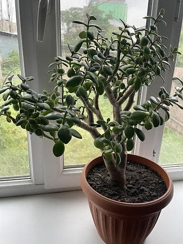 green leaf: Толстянка (денежное дерево) в горшке - Комнатное суккулентное дерево — 3