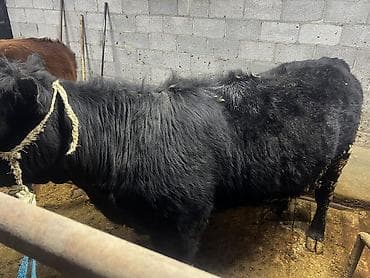 продаю телки: Продаю | Тёлка | Ангус | На откорм | Привязанные — 2