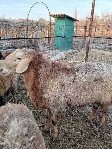 Мышыктар: Сатам | Кочкор (эркек) — 5