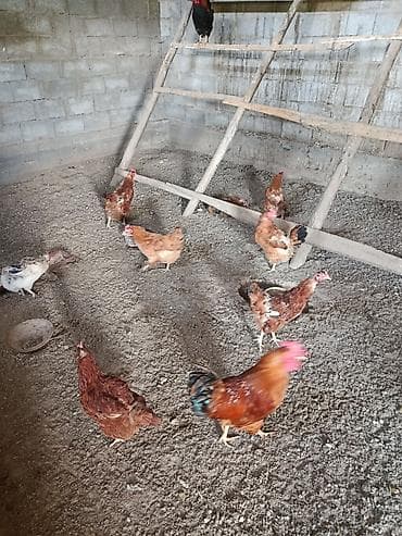 Животные: Продаю | Куры | Домашняя | Несушки — 4