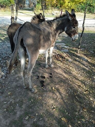купить черную немецкую овчарку: Ослы домашние, серой масти. Описание: - Взрослая пара ослов с ровной — 2