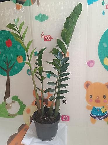долларовое: Комнатные растения в горшках: 1) Замиокулькас (Zamioculcas — 2