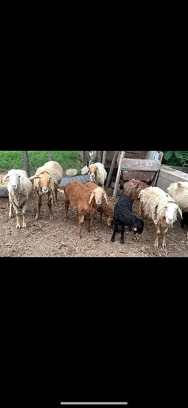 хайленд страйт цена: Продаю | Овца (самка), Ягненок | Полукровка | На забой, Для разведения, Для шерсти | Матка, Ярка, Ягнившаяся — 1