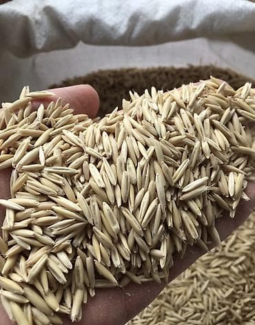 Овёс продовольственный Оптовые поставки с России В мешках до 45кг С