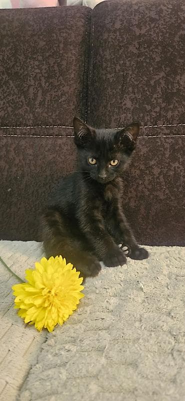 кошка котёнок: Котята в добрые руки - Возраст:2 месяца Ищут заботливых хозяев — 4
