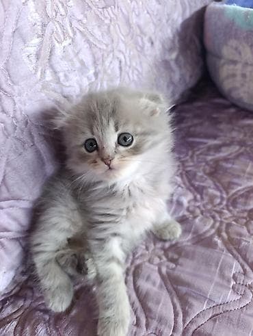 кот ориентал: Шотландские котята, вислоухие (Scottish Fold) - Окрас: серебристый — 1