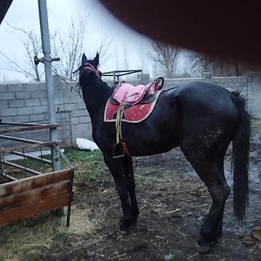 лошадь белый: Продаю | Кобыла (самка) | Полукровка | Конный спорт | Племенные — 6