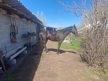 бала мышык: Сатам | Байтал | Жумушка — 2