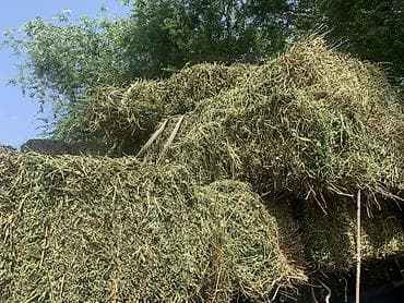продаю кукурузы: Сено/люцерна в тюках. - Кормовое сено, прессованное в прямоугольные — 1