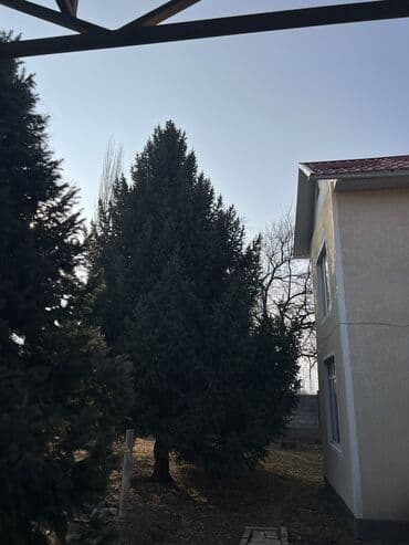 стол шкаф кухонный: Саженцы деревьев: Ели — 1