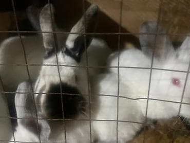 козу сатылат бишкек: Сатам | Коендун бөжөктөрү | Көбөйтүү үчүн — 5