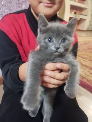отдам даром вислоухого котенка: Котята серых окрасов - Пушистые малыши с мягкой короткой шерстью — 2