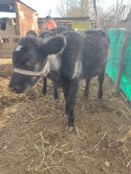 домик для кошки многоуровневый: Сатам | Кунаажын | Көбөйтүү үчүн — 10