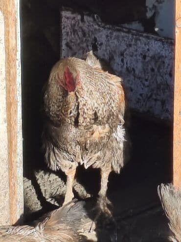 Аквариумы: Петушки на племя можно и на казан!!! только звонить на смс почти не — 1