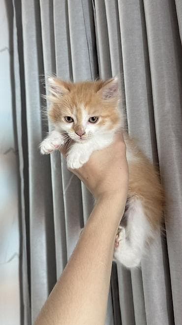 Кошки: Беспородная, 2 месяца, Мальчик, Биколор, Приучена к лотку — 5