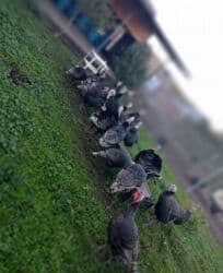 в связи с переездом отдам попугая жако в добрые руки: Продам индюк — 2