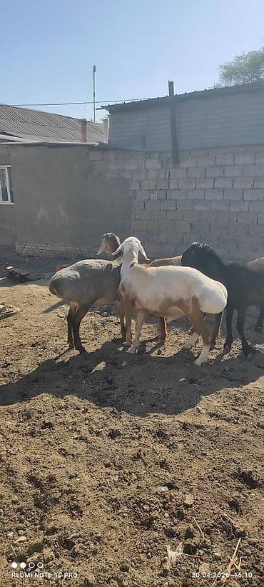 грил козу: Продаю | Баран (самец) | На забой, Для разведения | Племенные — 10