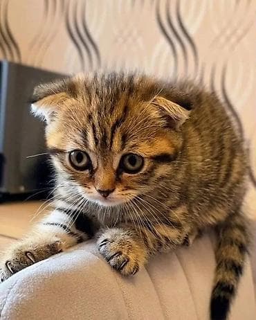 вислоухий кошка: Шотландский вислоухий котёнок (Scottish Fold) Красивый парень в — 1