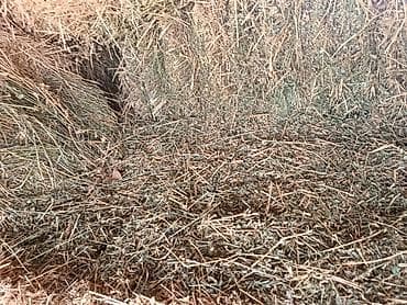 дом кролика: Сено/люцерна в тюках. - Прессованные прямоугольные тюки, плотные — 2