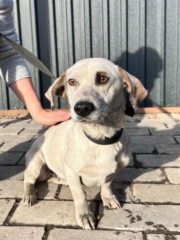 добрые руки: Умная,мудрая ДЕВЧУЛЯ ждет ЧЕЛОВЕКА🤍🖤🤍. Спасена от отстрела💔 — 1