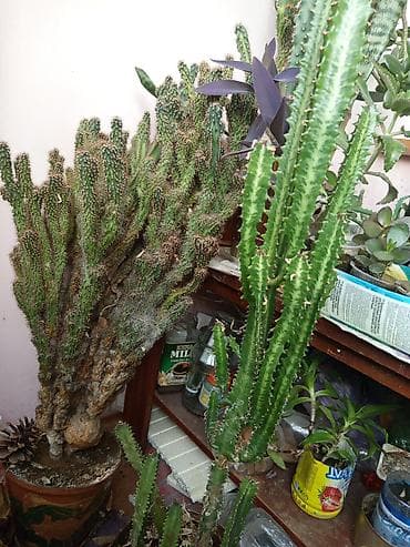 Коллекция суккулентов и кактусов для дома/оранжереи. Состав: -