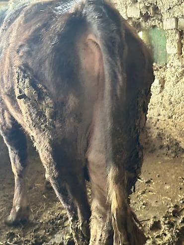 жыргый телка быки: Продаю | Бык (самец) — 3