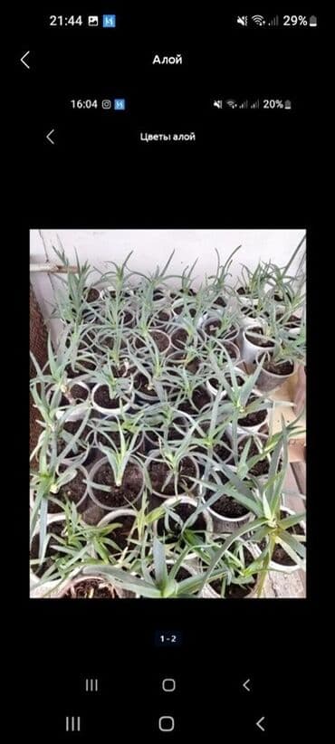 лампа для аквариума: Алоэ — молодые растения в индивидуальных стаканчиках. Описание: - — 1