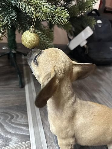 милые собаки: Продаются очаровательные породистые щенки смешанной породы. Малышам 2 — 1