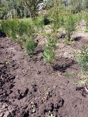 гипсофилы букет цена бишкек: Туя (саженцы для озеленения) - Порода: туя западная (садовые — 2