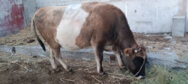 Продаю | Корова (самка), Бык (самец) | Алатауская | Для разведения, Для молока | Стельные