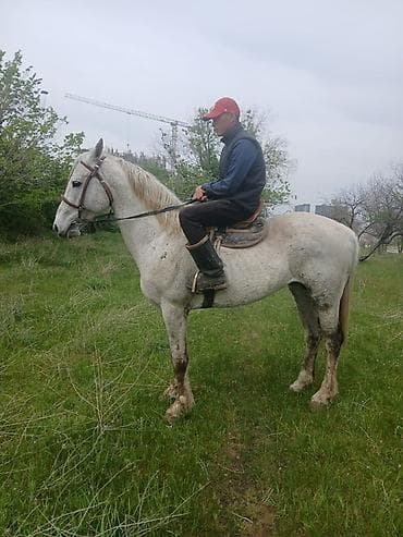 лошади породистые: Продаю | Жеребец | Для разведения, Конный спорт — 1