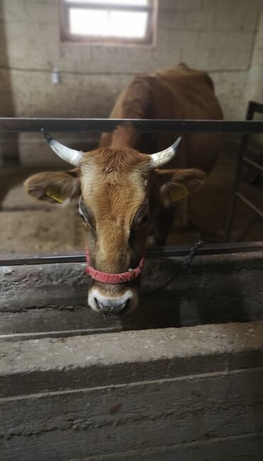 животные птицы: Продаю | Корова (самка) | Голштин | Для молока | Привязанные — 1