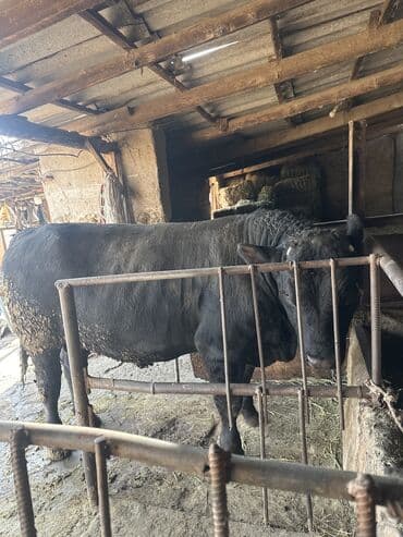 белый хомяк: Продаю | Бык (самец) | Абердин-ангус | На откорм, Для разведения | Искусственник — 5