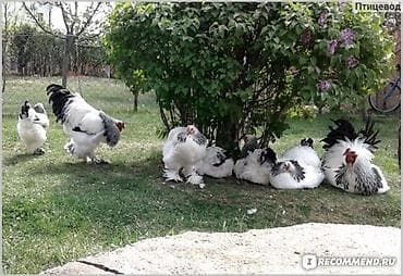 продаю птиц: Продаются куры и петухи светлой брамы, вся птица чистопородная, линия — 2